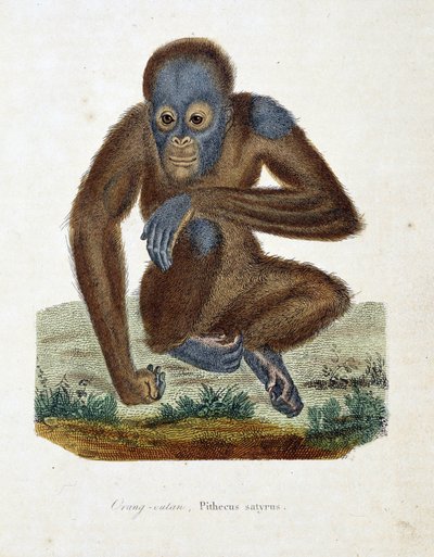 Natuurhistorische plaat: Zoölogische kaart die de Orang-oetan (orang-oetan, orang-oetang, orang-oetang), Pithecus satyrus afbeeldt - in 
