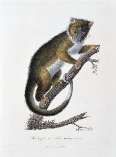 Natuurhistorische plaat: Zoölogische kaart die de Phalanger van Cook afbeeldt (Phalangista Cookii) - in 
