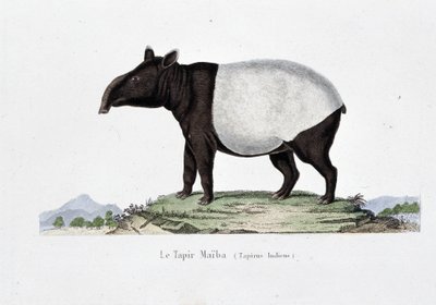 Natuurhistorische Plaat: Zoölogische kaart die Le Tapir Maiba (Tapirus Indicus) afbeeldt - in "Werken van Buffon" door natuuronderzoeker Georges Louis Leclerc, Graaf van Buffon (1707 - 1788). Gravure uit 1837. door Georges Louis Leclerc