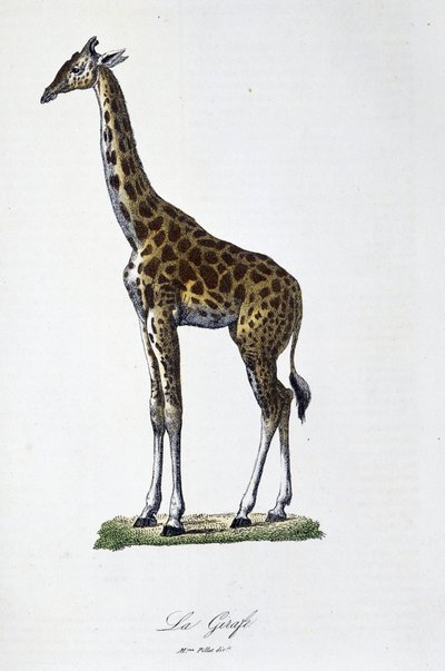 Natuurhistorische Plaat: Zoölogische kaart die de giraffe afbeeldt - in "Volledige Werken van Buffon" door natuuronderzoeker Georges Louis Leclerc, Graaf van Buffon (1707 - 1788). Gravure uit 1837. door Georges Louis Leclerc