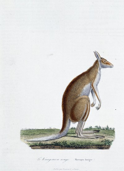 Natuurhistorische plaat: Zoölogische plaat die de rode kangoeroe afbeeldt in 