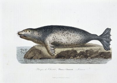 Natuurhistorisch bord: Zoölogisch bord dat de zeehond van Choris, Phoca Chorisii, Lesson voorstelt - in “Werken van Buffon” door natuuronderzoeker Georges Louis Leclerc, Graaf van Buffon (1707 - 1788). Gravure uit 1837 door Georges Louis Leclerc