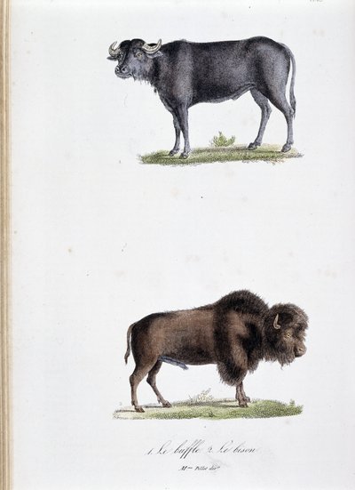 Natuurhistorische plaat: Zoologische plaat met de Buffel en de Bizon - in 