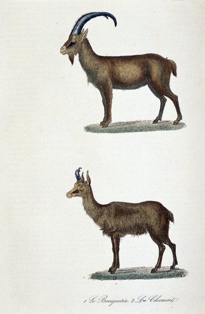 Natuurhistorische plaat: Zoologische plaat met de Steenbok en de Gems - in 