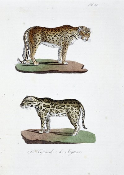 Natuurhistorische plaat: Zoölogische plaat die 1. De Luipaard en 2. De Jaguar afbeeldt - in "Volledige Werken van Buffon" door natuuronderzoeker Georges Louis Leclerc, Graaf van Buffon (1707 - 1788). Gravure uit 1837. door Georges Louis Leclerc