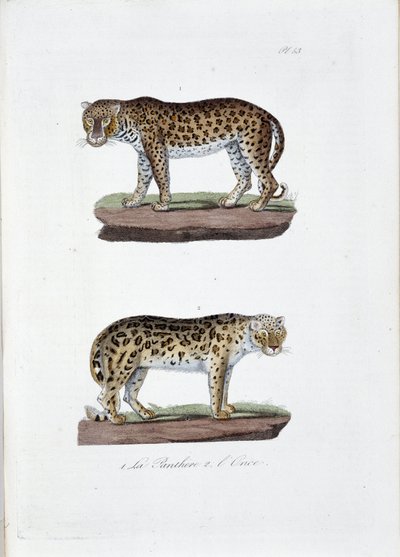 Natuurhistorische plaat: Zoölogische plaat die 1. De Panghere en 2. De Sneeuwluipaard afbeeldt - in 