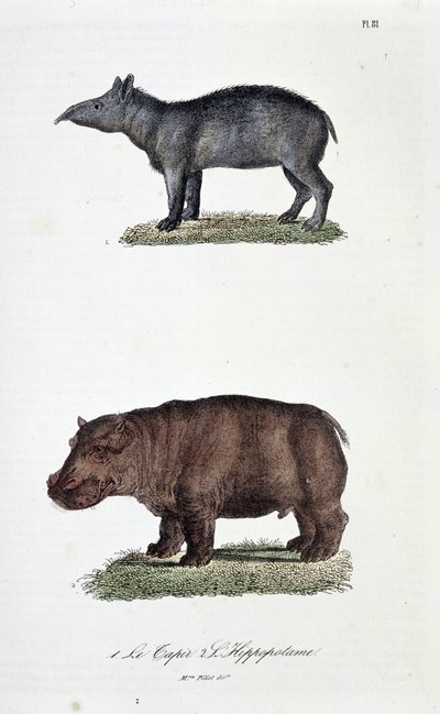 Natuurhistorische plaat: Zoologische plaat met de Tapir en de Nijlpaard - in 