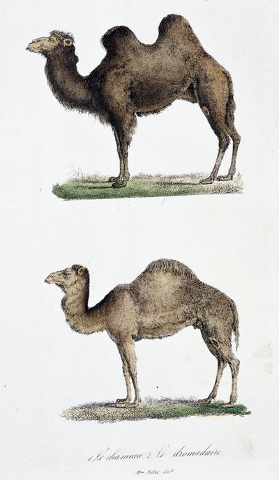 Natuurhistorisch bord: Zoölogisch bord dat 1. De kameel en 2. De dromedaris voorstelt - in “Volledige Werken van Buffon” door natuuronderzoeker Georges Louis Leclerc, Graaf van Buffon (1707 - 1788). Gravure uit 1837 door Georges Louis Leclerc