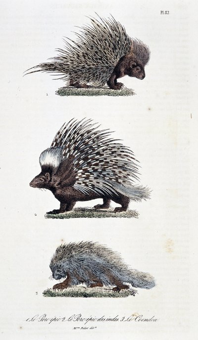 Natuurhistorische plaat: Zoölogische plaat die 1. Het epische varken, 2. Het epische varken van India en 3. Le Coendou afbeeldt - in 