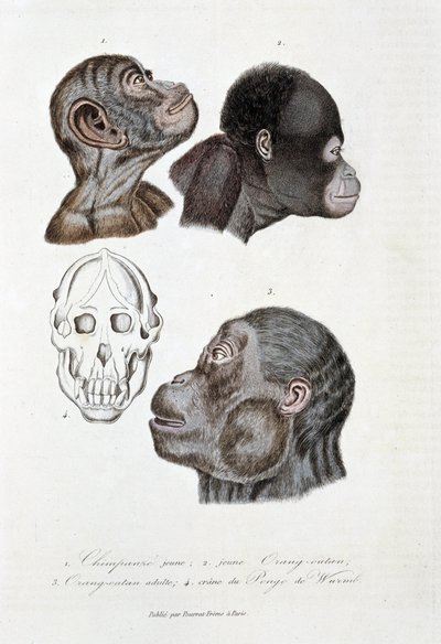 Natuurhistorische plaat: Zoölogische plaat die 1. Jonge chimpansee; 2. jonge Orang-oetan (orang-oetan, orang-oetang, orang-oetang); 3. Volwassen Orang-oetan; 4. Schedel van de Pongo de Wurmb afbeeldt - in 