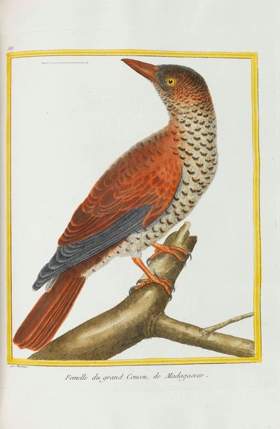 Natuurlijke geschiedenis. Vogels. Verlichte platen, 1782. door Georges Louis Leclerc de Buffon