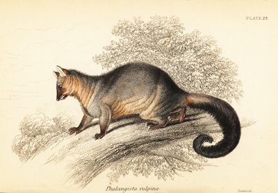 Gewone buidelrat, Trichosurus vulpecula door Georges Robert Waterhouse