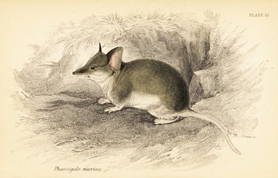Gewone dunnart, Sminthopsis murina door Georges Robert Waterhouse