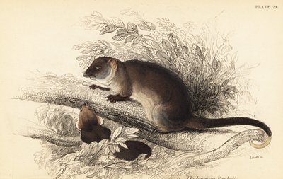 Gewone ringstaartbuidelrat, Pseudocheirus peregrinus door Georges Robert Waterhouse