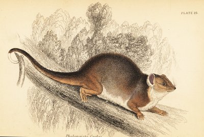 Pseudocheirus peregrinus door Georges Robert Waterhouse