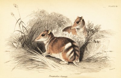 Oostelijke gestreepte buidelrat, Perameles gunnii (gravure) door Georges Robert Waterhouse