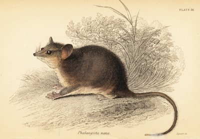 Cercartetus nanus door Georges Robert Waterhouse