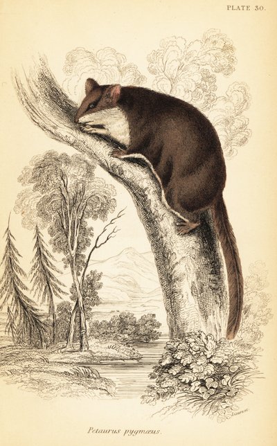 Acrobates pygmaeus door Georges Robert Waterhouse