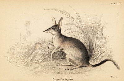 Grote bilby, Macrotis lagotis. Bedreigd, 1841 (gravure) door Georges Robert Waterhouse