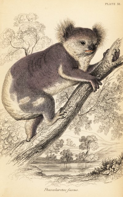 Koala, Phascolarctos cinereus (gravure) door Georges Robert Waterhouse