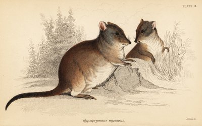 Langneus potoroe, Potorous tridactylus tridactylus door Georges Robert Waterhouse