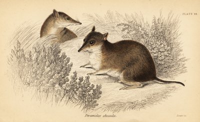 Zuidelijke bruine bandicoot, Isoodon obesulus. Bedreigd door Georges Robert Waterhouse