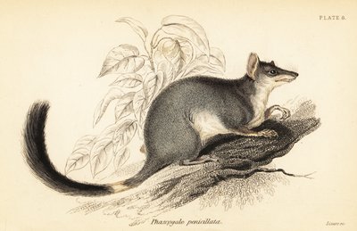 Tuan of gewone wambenger, Phascogale tapoatafa, 1841 (gravure) door Georges Robert Waterhouse