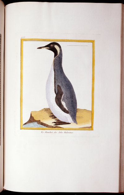 Een Pinguïn, Falklandeilanden, uit 