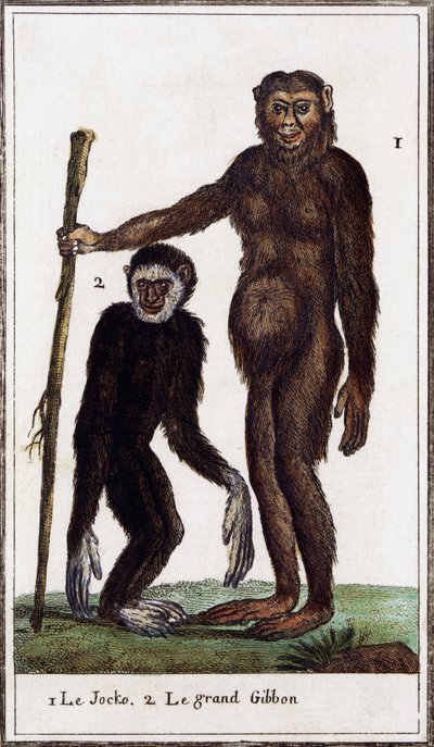 Jocko, chimpansee of gibbon, illustratie uit Histoire naturelle door Georges de Buffon