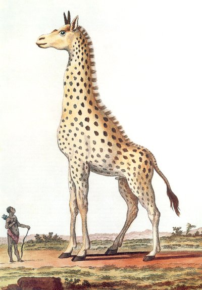 Tekening van een fantastische mannelijke giraffe door Georges de Buffon