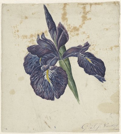 Iris door Georgius Jacobus Johannes van Os