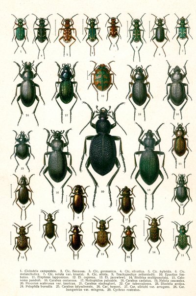 Antieke Print van Variëteiten van Europese Kevers, c.1910 door Georgiy Jacobson