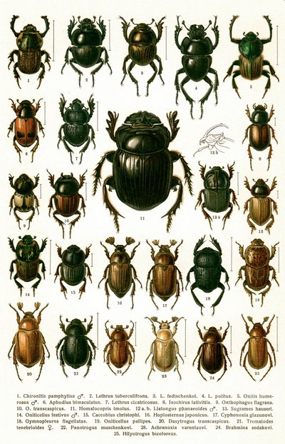 Antieke prent van variëteiten van Europese kevers, ca. 1910 (chromolithografie) door Georgiy Jacobson