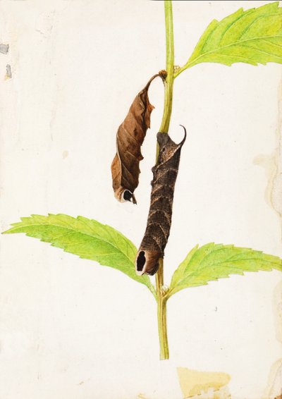 Opgerolde Dode Blad Nabootsende Sphinx Rups, begin 20e eeuw door Gerald H. Thayer