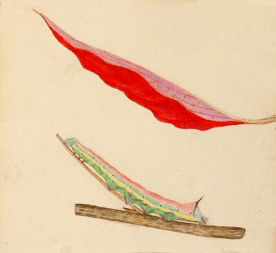 Spiegel-achterkant rups door Gerald H. Thayer