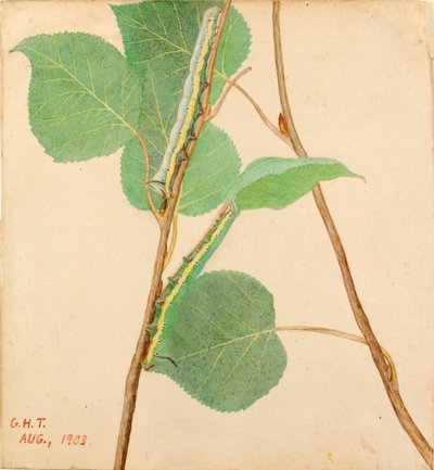 "Spiegelrups, studie voor boek "Concealing Coloration in the Animal Kingdom door Gerald H. Thayer