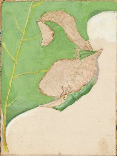 Eikenbladrandrups, studie voor boek Concealing Coloration in the Animal Kingdom door Gerald H. Thayer