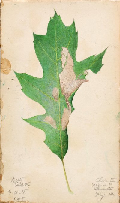Eikenbladrandrups, studie voor boek Concealing Coloration in the Animal Kingdom door Gerald H. Thayer