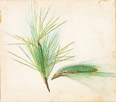 Pijnboomrups, studie voor boek Concealing Coloration in the Animal Kingdom (verhullende kleuring in het dierenrijk) door Gerald H. Thayer