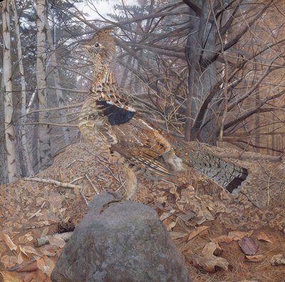 Mannelijke Ruffed Grouse in het Bos, 1907-08 door Gerald Thayer