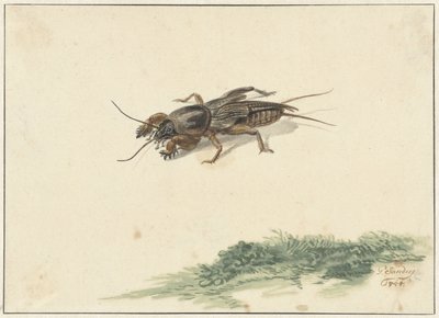 Insect door Gerard Sanders