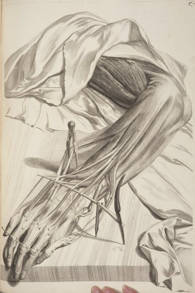 Anatomia Humani Corporis door Govard Bidloo door Gerard de Lairesse