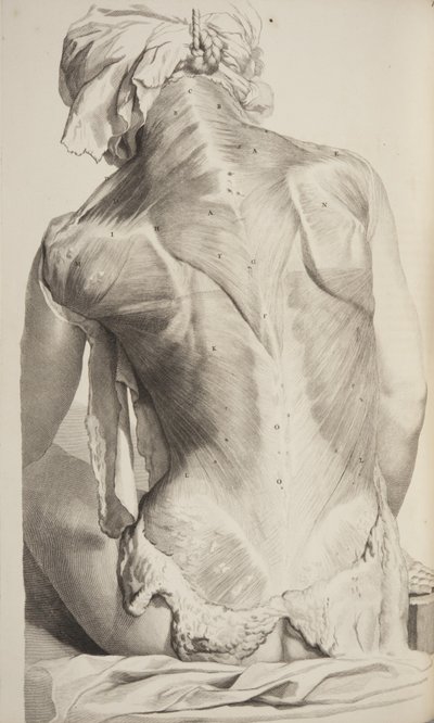 Anatomia Humani Corporis door Govard Bidloo door Gerard de Lairesse
