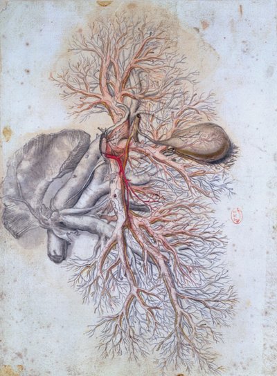 Bloedvaten van de lever en de galblaas, uit Anatomia Humani Corporis door Govard Bidloo, c.1685 door Gerard de Lairesse