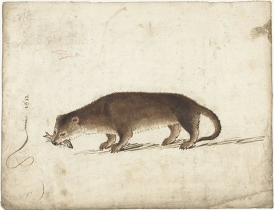 Otter met een vis in zijn bek door Gerard ter Borch (I)