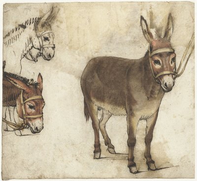 Studieblad met ezels door Gerard ter Borch (I)