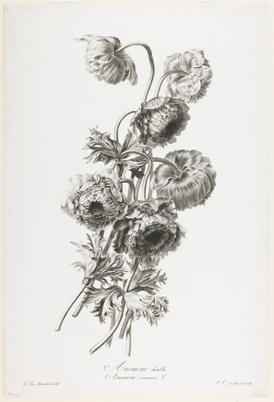 Anemoon dubbel, uit Fleurs Dessinees d