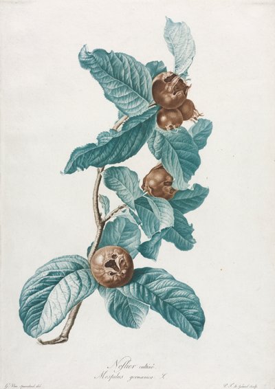 Gecultiveerde Mispel Mespilus germanica, ca. 1800 door Gerard van Spaendonck