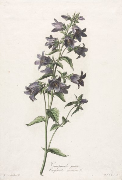Bloemen getekend naar de natuur: Klokjesbloem door Gerard van Spaendonck