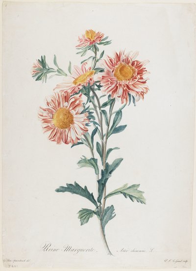 Reine-Marguerite, uit Fleurs Dessinees d